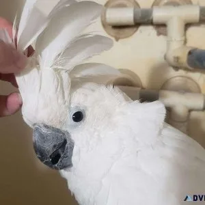 Talking Young Umbrella Cockatoos available for sale