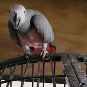 Timneh African Grey for sale