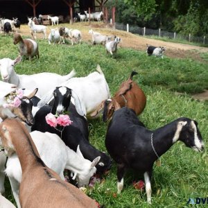 Dairy and meat goats for sale