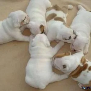 English Bulldog Puppies for Adoption