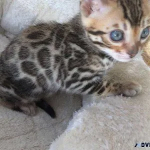 Adorable Bengal Kitten for a new home