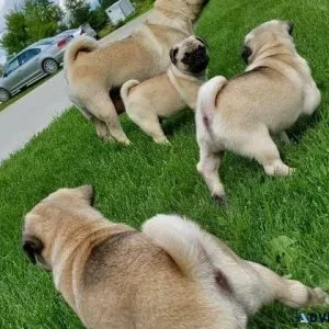 Flutty Male and Female Pugs Puppies
