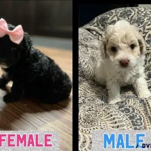 minitoy cockapoo