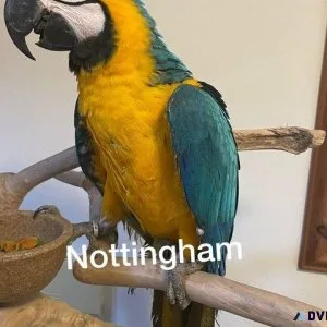Young Handreared blue and golden Macaw