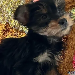 Yorkie Puppies