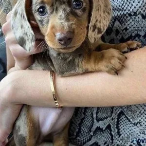 Charming Dachshund Puppies