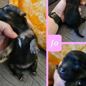 Pomchi Puppies For Sale