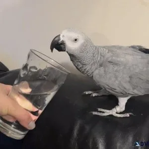 2 Super Tame African Grey Parrots