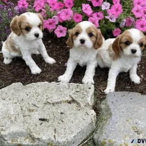 Cavalier  puppies