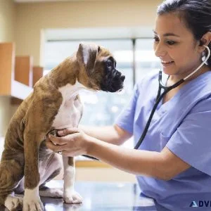 Online Vet Consultation