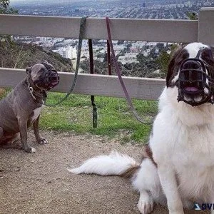 Heel dog training Academy
