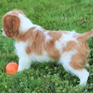 Cavalier King Charles Puppies