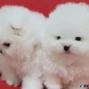 Pomeranian Puppies Available