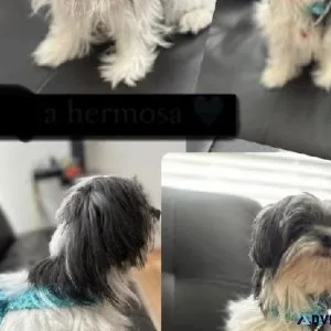 I have Maltese pups for sale at giveaway price.