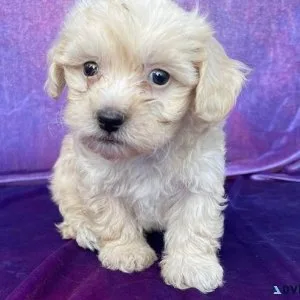 Lovely Maltese puppies