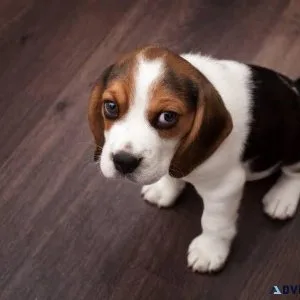 Puppies