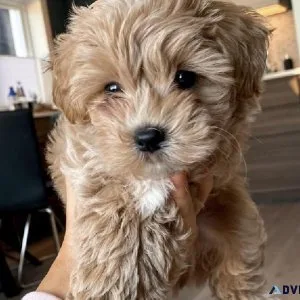 Adorable Maltipoo
