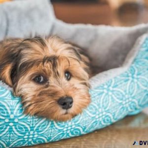 Calming Dog Beds Do They Really Work