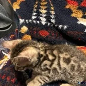 Bengal Kittens -ready to go home
