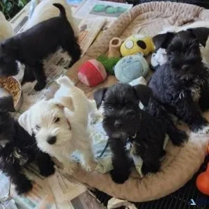 Adorable Miniature Pinscher Puppies