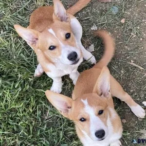 Corgichihuahua mix