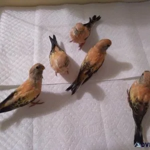 Rainbow Bourke Australian Grass Parakeet Babies