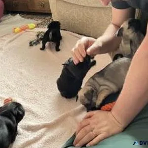 Gorgeous Male and female Pug Puppies