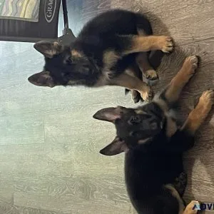 Pure Bred German Shepard