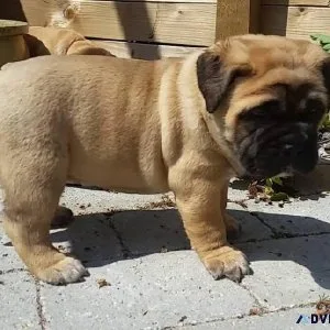 Outstanding Bull Mastiff Puppies