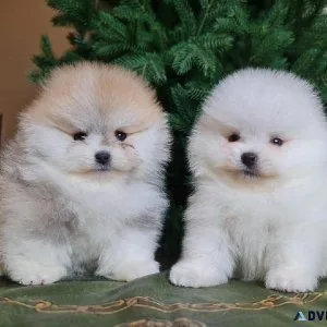 Healthy cute Pomeranian Puppies ready for new home