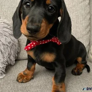 Stunning Miniature Dachshund Puppies For Adoption