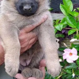 German Shepherd Puppies for Sale