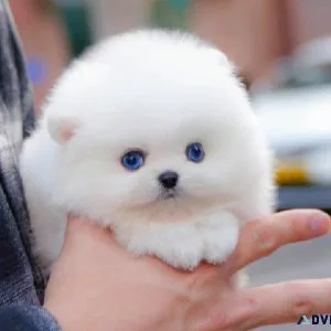 MINI POMERANIAN PUPPY