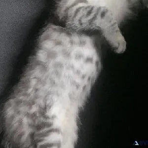 F5 Savannah Kitten (Female)