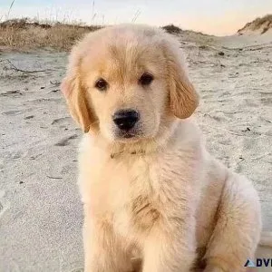 AKC Reg Golden Retriever Puppies