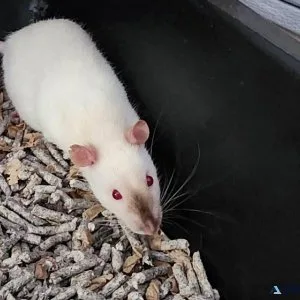 Adult and Juvenile Fancy Rats