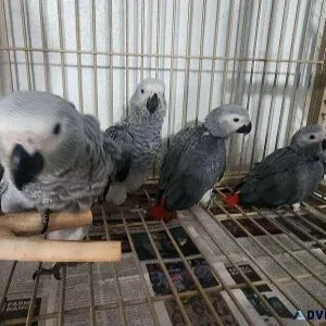Lovely African Grey Parrots For sale with accessories.