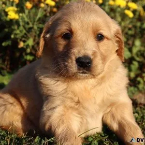 Molly Female Golden Retriever
