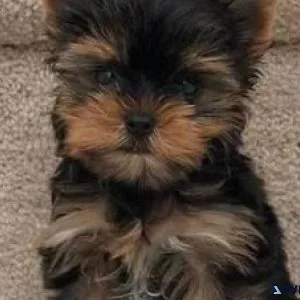 Quality Yorkie puppies available