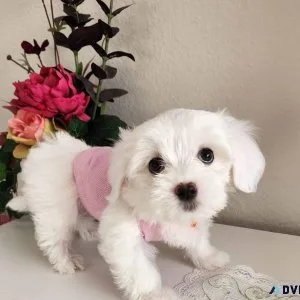 Quality  Maltese puppies