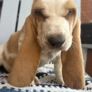 CKC BASSET HOUND PUPPIES