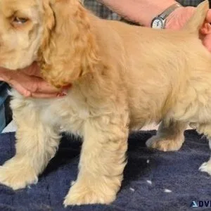 Adorable Cocker Spaniel puppies ready for Sale