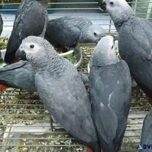 Fantastic raised African Grey parrots For Sales.