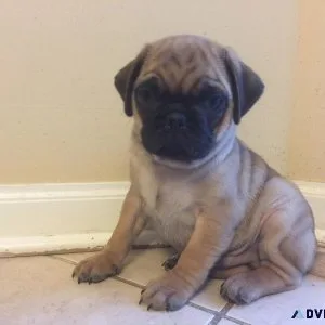 2 pug puppies For Adoption