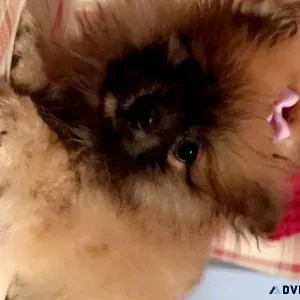 Pomeranian Puppies