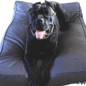 Chew Resistant Dog Bed- Why should you Buy them