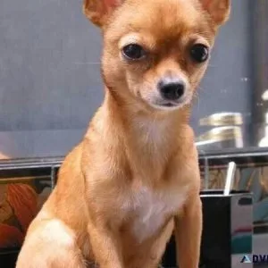 Charming Chihuahua looking for a loving home