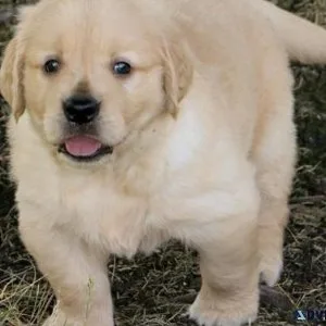 Purebred Golden Retriever Puppies for sale