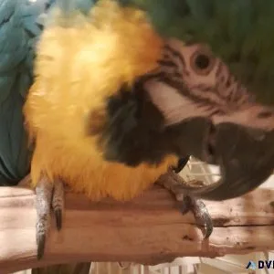 Blue And Gold Macaw (Cage Included)