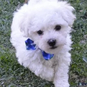 Bichon Frise Puppies For Sale